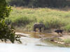Kruger Park safaris