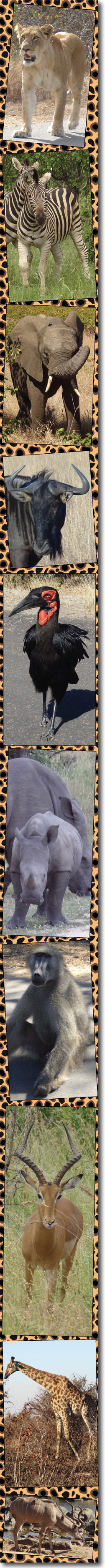 Kruger safaris